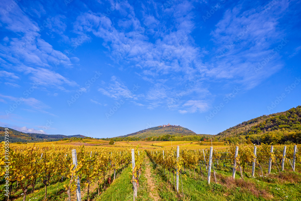 Fototapeta premium Beautiful landscape with vineyard plantation in the Alsace area during autumn.