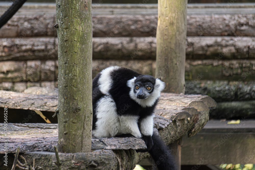 Obraz premium lemur on tree