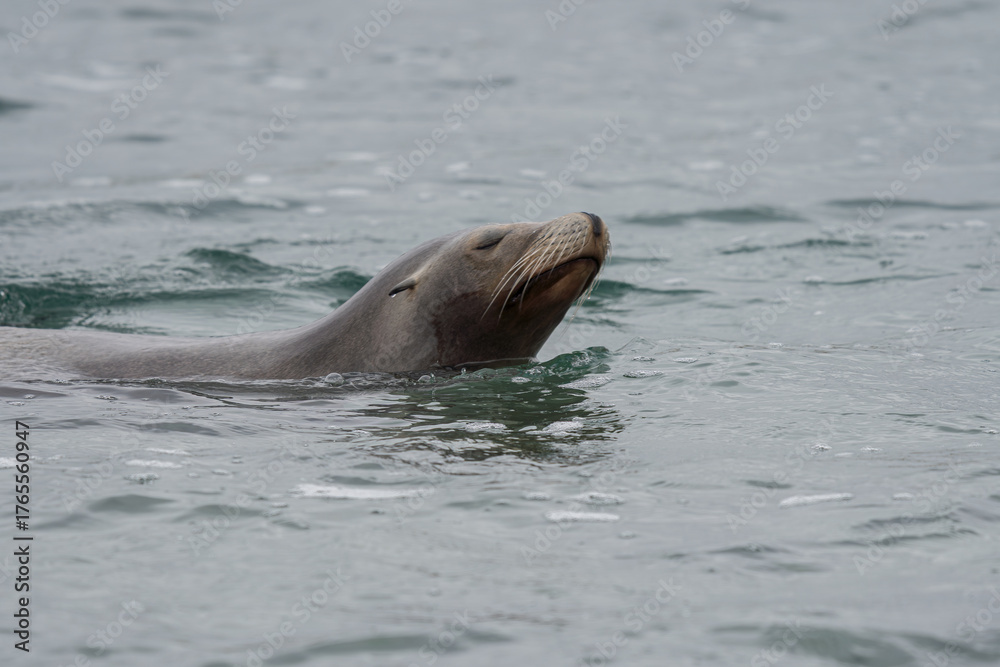 Obraz premium sea lion