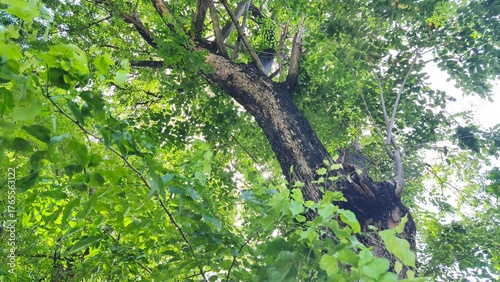 Tree trunks with lush leaves in the city park