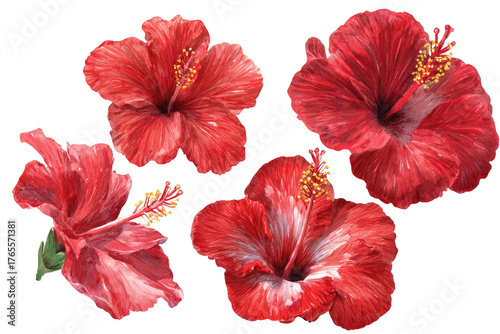 Vibrant red hibiscus flowers, close-up
