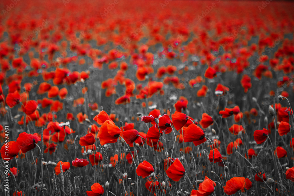 Obraz premium World War remembrance day. Red poppies in the field. Background imagery for remembrance or armistice day