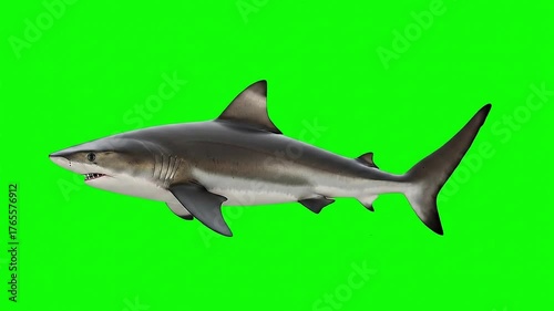 Animated Shark Swimming: Photorealistic Predator Isolated on Chromakey Green Screen for Ocean VFX