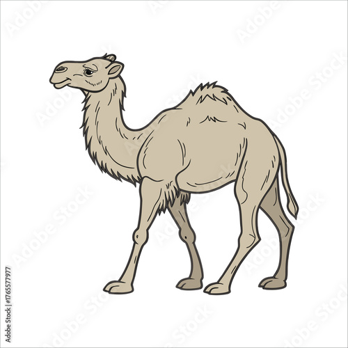 camel in desert