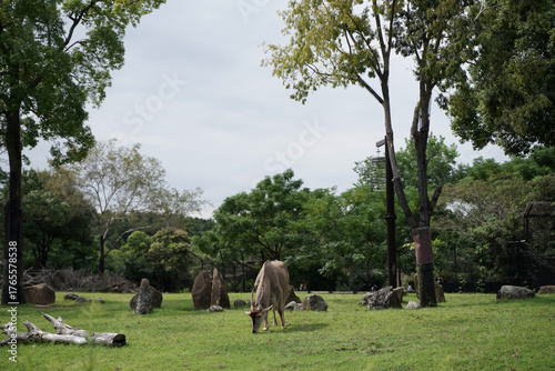 日本の動物園のエランド