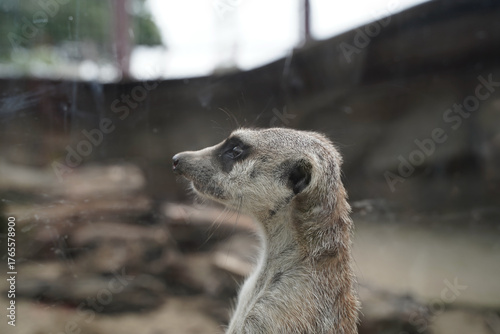 日本の動物園のミーアキャット
