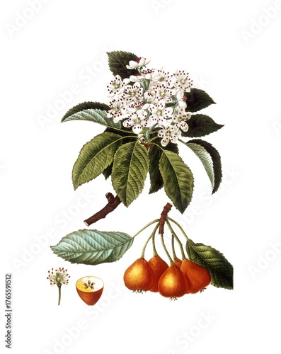 Bollweiler Birne, Sorbopyrus auricularis or Pyrus pollveria