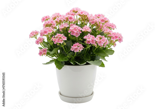 Wallpaper Mural Vibrant pink kalanchoe blossoms in a white pot isolated on black Torontodigital.ca
