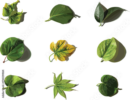Botanical leaf collection, diverse leaf shapes, green foliage, plant identification, nature texture, herbarium specimen, leaf veins, tropical leaves, isolated
