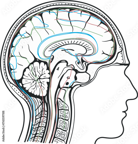 Human head anatomy showing brain and spinal cord nerves connections