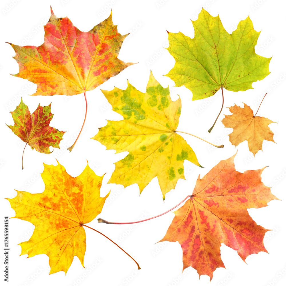Fototapeta premium Beautiful autumn leaves isolated on white, set. Fall season