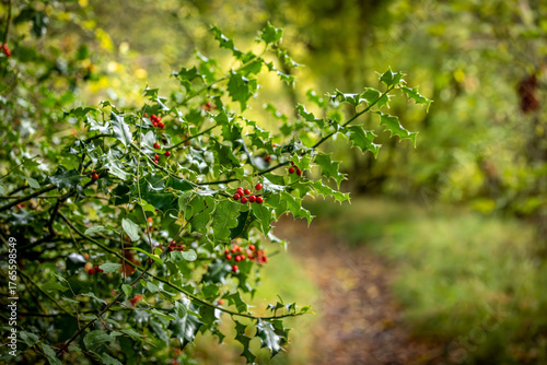 A holly bush at the edge of a woodland path, with a shallow depth of field