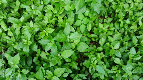 Wallpaper Mural green leaves background Torontodigital.ca