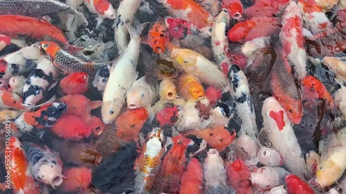 Massive School of Colorful Koi Fish in Extreme Close-up Feeding Frenzy