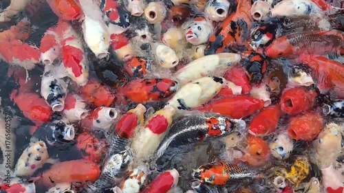 Vibrant Koi Fish Feeding Frenzy with Open Mouths at the Water Surface