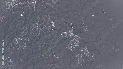 Aerial view of common dolphins feeding above huge dragnet in Donegal bay, Ireland