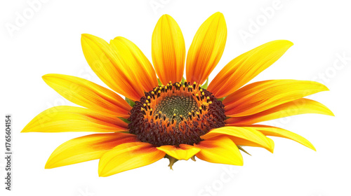 Vibrant Sunflower Bloom isolated on a transparent background