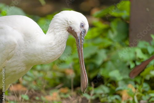 Spoonbill, Löffler (Platalea leucorodia)