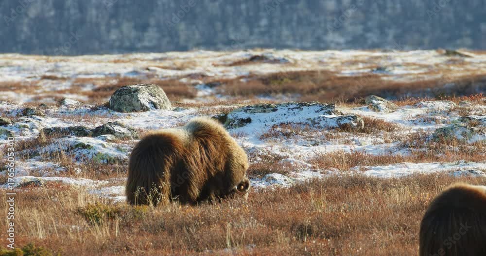 Cinematic Arctic Musk Ox Ovibos moschatus in Golden Light and Wind