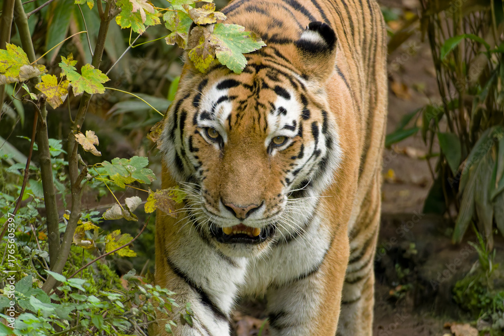 Fototapeta premium Siberian Tiger, Sibirischer Tiger (Panthera tigris altaica), Siberian Tiger, Sibirischer Tiger (Panthera tigris altaica) Amur Tiger