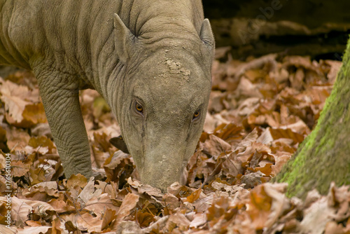 Hirsch-Eber Sambar Deer (Rusa unicolor) native to South and Southeast Asia
