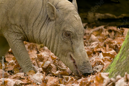 Hirsch-Eber Sambar Deer (Rusa unicolor) native to South and Southeast Asia