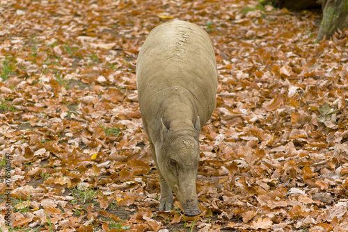 Hirsch-Eber Sambar Deer (Rusa unicolor) native to South and Southeast Asia