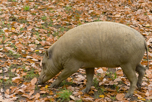 Hirsch-Eber Sambar Deer (Rusa unicolor) native to South and Southeast Asia