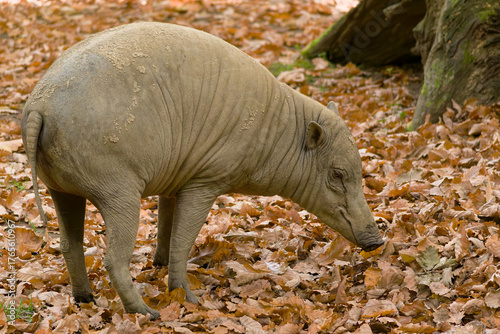 Hirsch-Eber Sambar Deer (Rusa unicolor) native to South and Southeast Asia