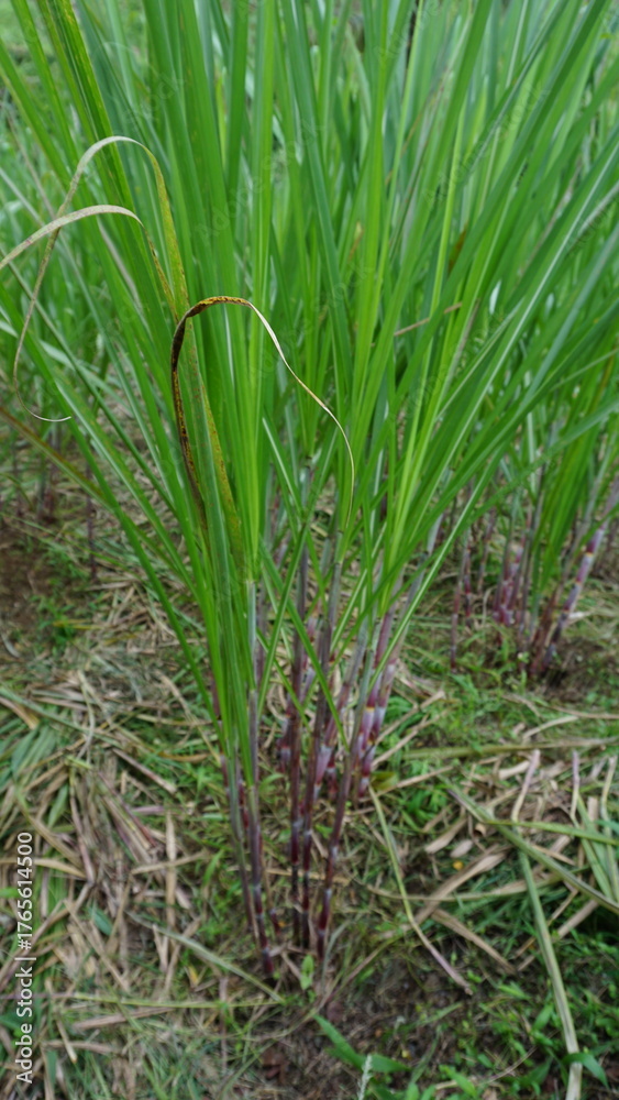 Fototapeta premium Sugarcane Fields in the Sunlight