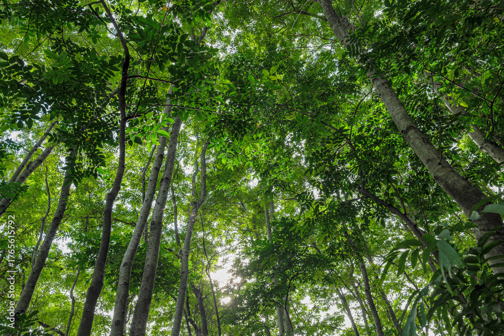 Naklejka premium Nature green forest. sunrise in a spring forest with bright young foliage glowing in the rays of the sun and shadows from tree