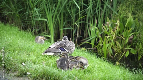 Duck family walking on lush green golf field
