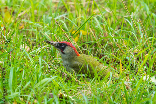 A green woodpecker on the grass