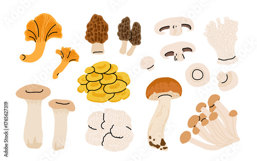 Cartoon edible and poisonous mushrooms, autumn forest plants. Seasonal mushroom chanterelle, champignon, lion mane, yellow oyster and amanita flat vector illustration set. Natural organic mushrooms