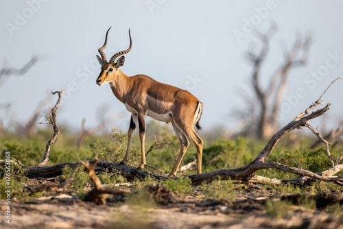 Impala standing alert in a dry savanna landscape with scattered branches and sparse vegetation