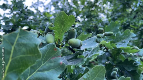 Autumn Oak Tree Branches with Acorns Closeup