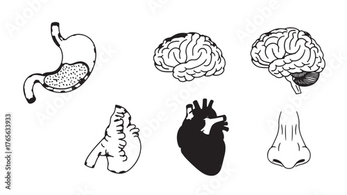 Human organ line art illustration brain heart nose stomach vector medical design element