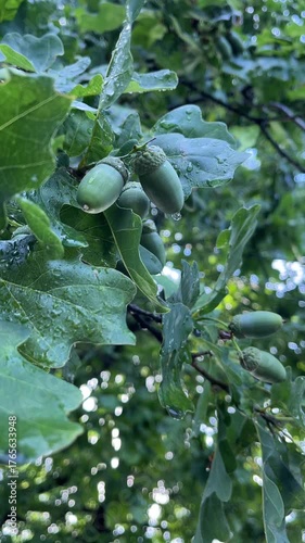 Closeup Oak Acorns Hanging on Tree Branch