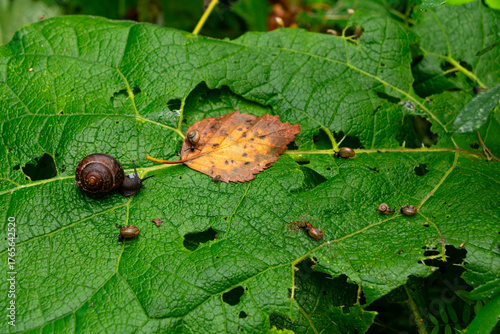 snails on a green leaf