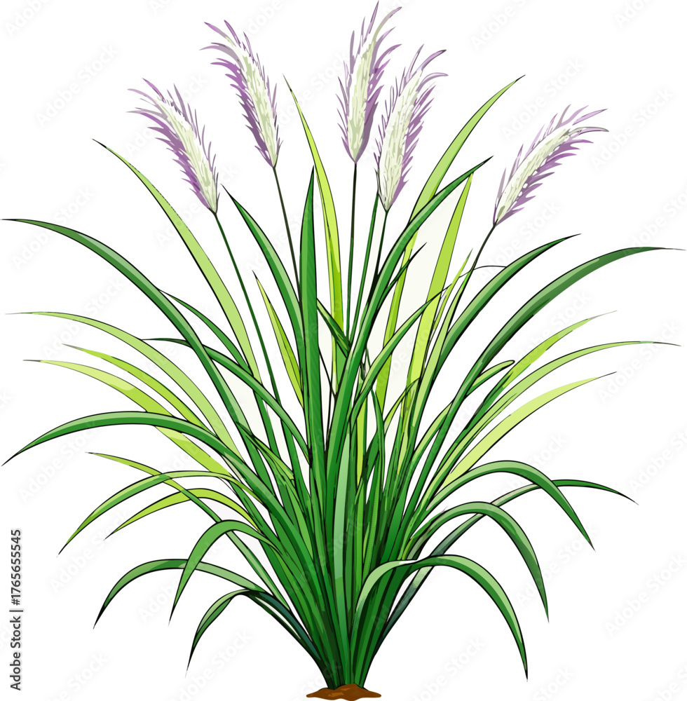 Obraz premium A realistic clump of ornamental fountain grass (Pennisetum), with long, narrow green leaves and soft, feathery white to pale purple flower spikes. The plant is isolated on a white or transparent backg