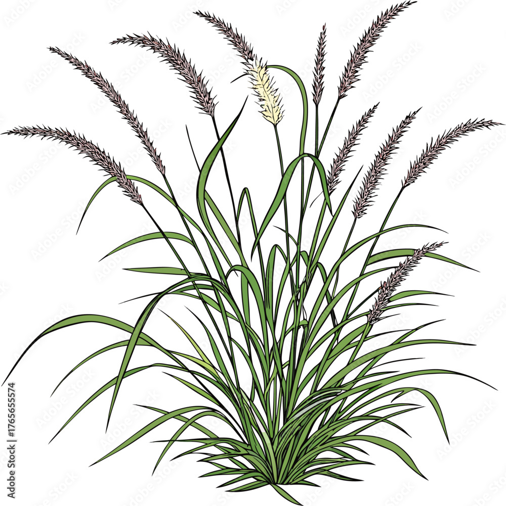 Fototapeta premium A realistic clump of ornamental fountain grass (Pennisetum), with long, narrow green leaves and soft, feathery white to pale purple flower spikes. The plant is isolated on a white or transparent backg