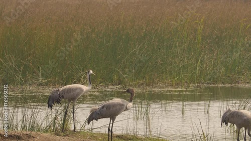 A group of Common Cranes standing on a meadow, sunny morning in springtime, (diu), gray crane bird alone in the wetland in the autumn and winter season. Lake swamp quicksand wild wildlife nature