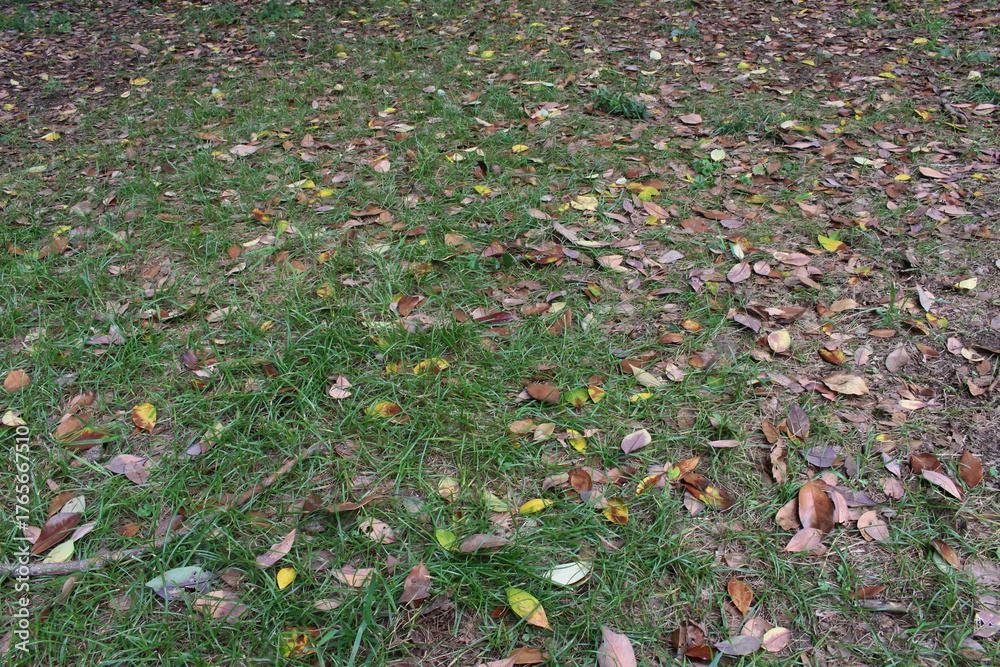 Obraz premium Fallen leaves on the green grass background. Green yard with colorful fallen leaves.