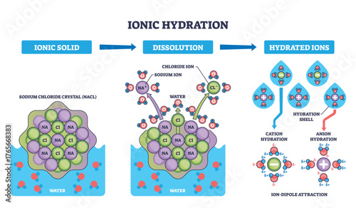 Ionic hydration process shown stepwise, Naand and Cl dissolve as water molecules form hydration shells, illustrating ion dipole attraction and dissolution stages. Outline diagram
