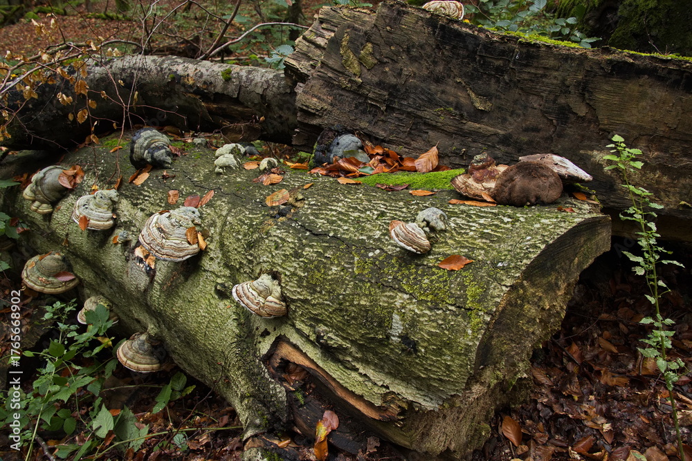 Obraz premium Bracket fungis on dead tree in forest at Pohorska Ves, South Bohemian Region, Czech Republic, Europe 