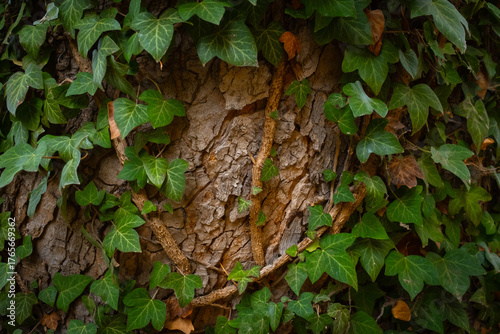 Close-up texture of tree bark showing natural pattern, rough surface, and organic details. Nature, wood, eco-themed designs.