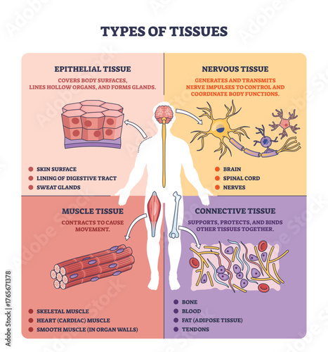 Types of tissues overview, brief diagram shows epithelial, muscle, connective, and nervous tissue around a human silhouette, key objects, neuron, muscle fiber, epithelial cells. Outline diagram