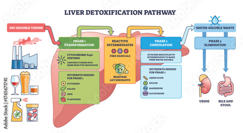 Liver detox pathway illustration shows Phase 1 3, transform toxins, conjugate, eliminate, key objects, liver, kidney, intestine with arrows. Outline diagram