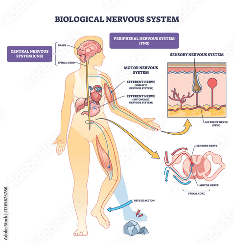 Biological nervous system shown with brain, spinal cord and peripheral nerves, explaining sensory and motor pathways, reflex action, and CNS vs PNS roles. Outline diagram
