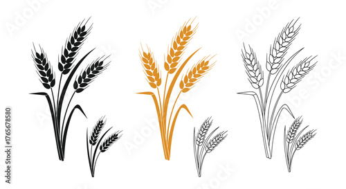 Wheat plant illustrations in different styles, black, color, and outline.